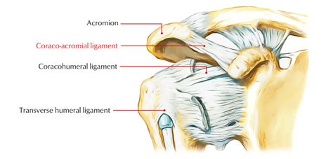 Coracoacromial Ligament Earth S Lab