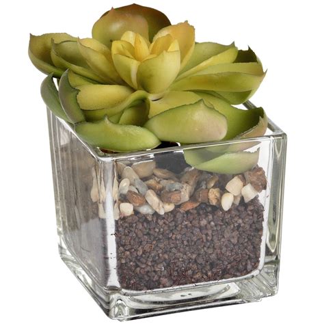 Miniature Succulent In Glass Pot In 2021 Succulents In Glass