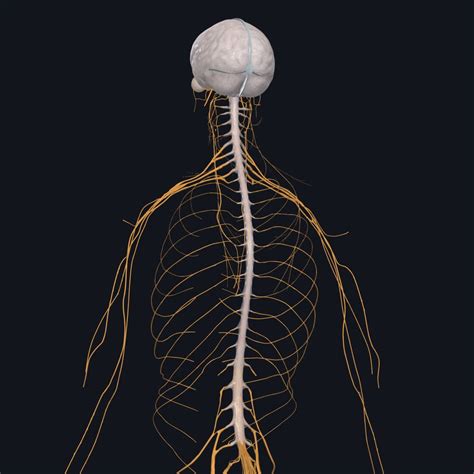 The Spinal Cord Complete Anatomy