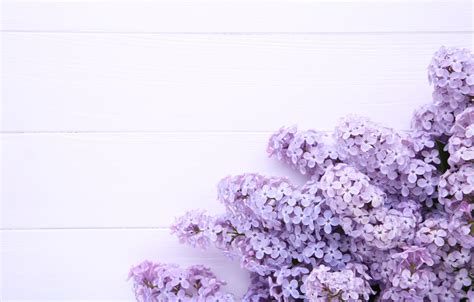 888 Lilac Background Purple Cho điện Thoại đẹp Tải Miễn Phí