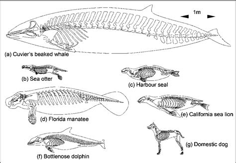 Figure 2 From Elements Of Beaked Whale Anatomy And Diving Physiology