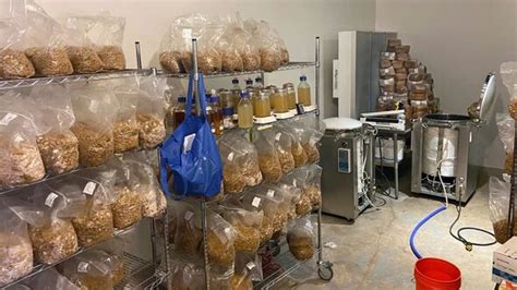 Pictures Show Massive 85million Haul Of Magic Mushrooms After Police