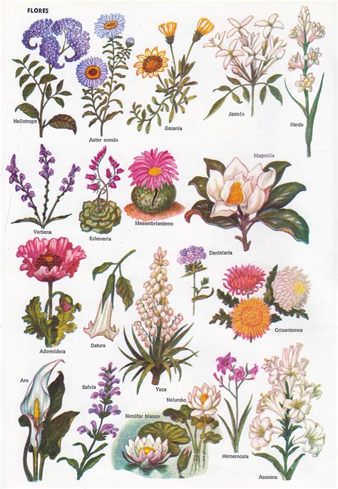 Imagenes De Plantas Con Flores Y Sus Nombres 745