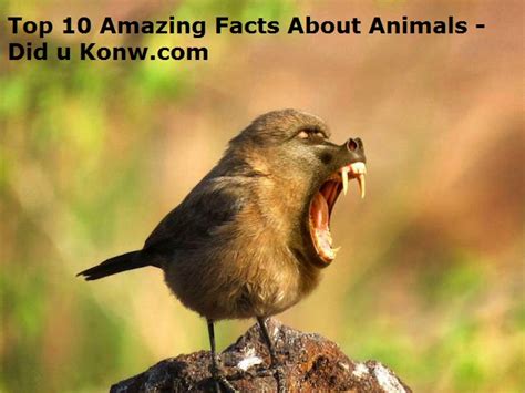 Interesting Facts About Animals You Didnt Know
