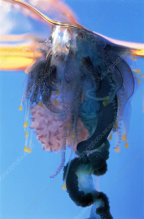 They have a sail like design that allow them to easily. Portuguese man-of-war - Stock Image - Z135/0036 - Science ...