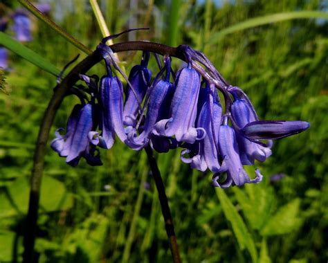 Rays Auriculas And Iriss Irises English And Spanish Bluebells