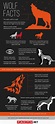 70 Interesting Wolf Facts That The Media Never Told You