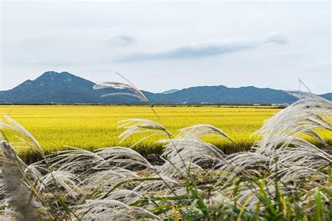 Hd Wallpaper Landscape Photo Of Rice Paddy Korea Incheon Ganghwado