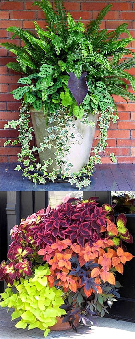 Best Shade Plants And 30 Gorgeous Container Garden Planting