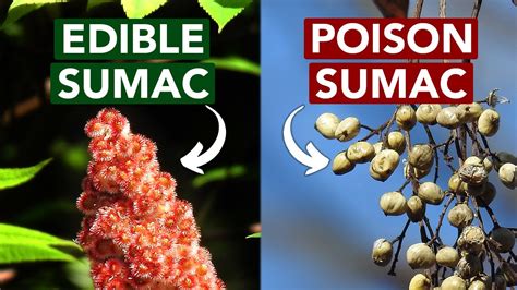 Edible Vs Poison Sumac — Learn The Difference Youtube