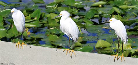 Wallpaper White Bird Nature Yellow Florida Wildlife Celebration