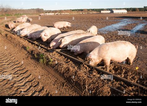 Free Range Pig Farming Tunstall Suffolk England Uk Pigs Feeding