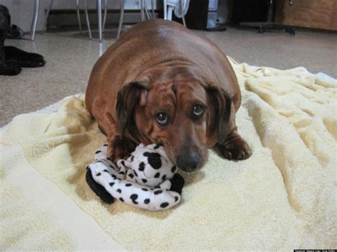 Obie The Obese Dachshund One Adorable Doxies Mission To Lose 40