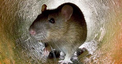 Mutant Super Rats That Grow As Big As Cats And Thrive On Poison Set To