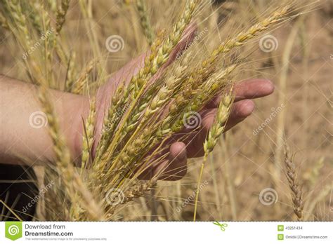 Golden Grain Stock Photo Image Of Growth Health Autumn 43251434