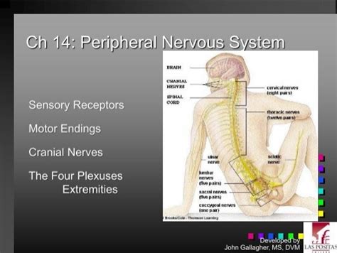Chapter 14 Peripheral Nervous System