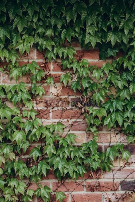 Background Textured Brick Wall Climbing Plant Ivy Stock Photo Image
