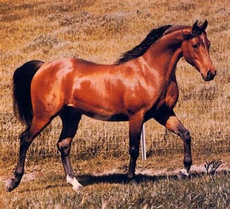 Bey El Bey Bay Abi X Naganka 1968 1996 Bay Stallion Bred By Varian