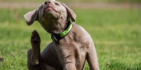 5 Reasons Why Your Dog Is Constantly Scratching Themself