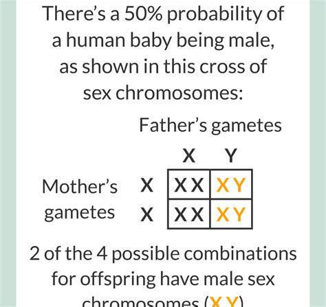 6 Sex Chromosomes