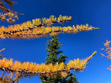 Top 12 Golden Larch Hikes In Washington That Are Not Maple Pass