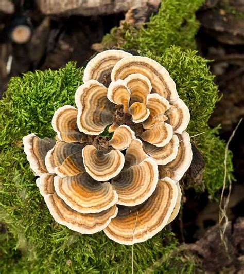 6 benefits of turkey tail mushrooms and possible side effects