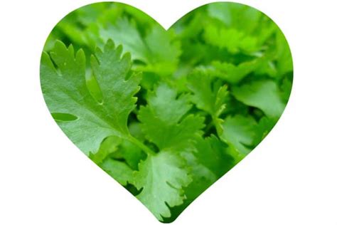 12 Totally Cool Health Benefits Of Parsley Ecellulitis Healthy Living