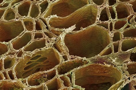 Xylem Plant Cells Sem Photograph By Power And Syred