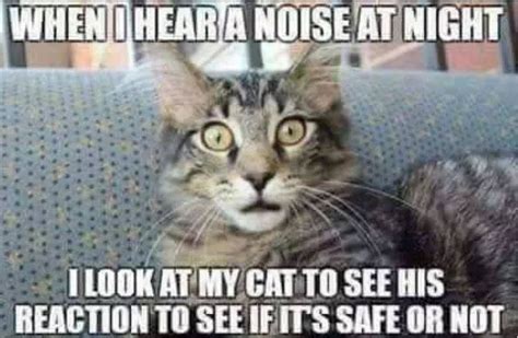 When I Hear A Noise At Night I Look At My Cat To See If Its Safe