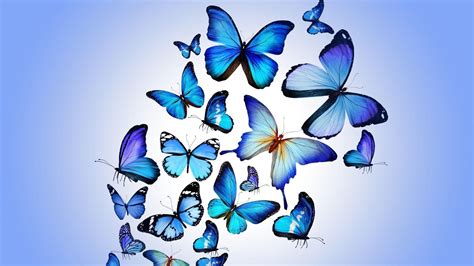 Cute Wallpapers Blue Butterfly The Butterfly Holds Value In The