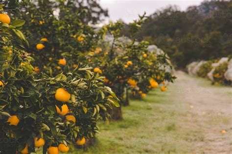 Image Of Row Of Orange Citrus Fruit Trees On Rural Farm In Morning