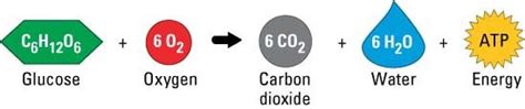 Waste products include carbon dioxide. Cellular Respiration - CellUniverse
