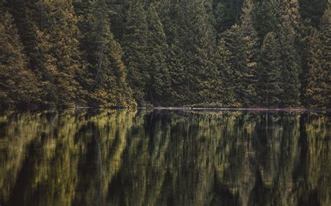 Download Wallpaper 3840x2400 Lake Forest Trees Reflection 4k Ultra