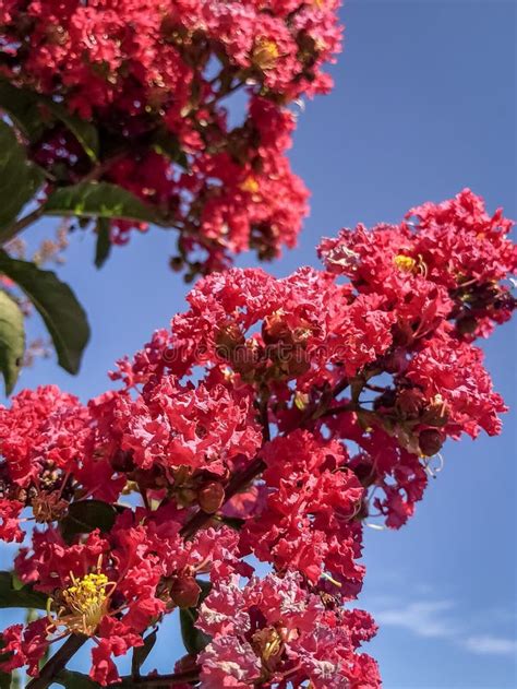 Hot Pink Myrtle Tree And Sky Stock Photo Image Of Tree Wild 123357404
