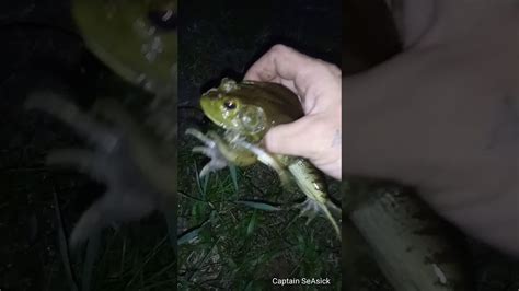 How To Catch A Bullfrog Youtube