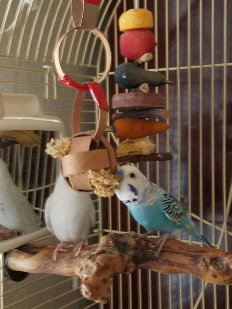 A Parakeet Foraging Toy Made Out Of Toilet Paper Rolls Homemade Bird