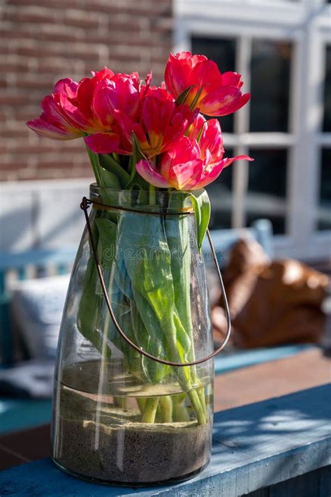 Pink Tulips In Glass Vase With Water And Sand On Outdoor Terrace Stock Image Image Of