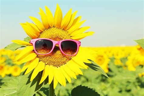 Why Do Sunflowers Always Face The Sun Science Abc