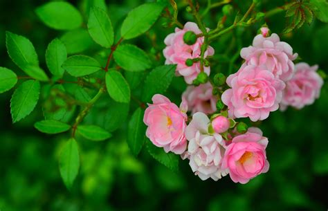 Rose Bush Wallpapers Wallpaper Cave