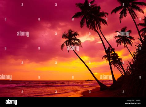Tropical Sunset Palm Trees Landscape Stock Photo Alamy