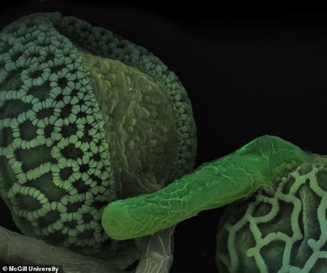 how plants have sex incredible footage reveals the closest look yet daily mail online