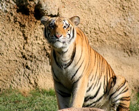 Naryan Male Bengal Tiger At The Memphis Zoo On September 2 Flickr