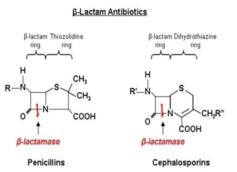 β Lactamases Breaking Of The β Lactam Ring β Lactam Antibiotics That