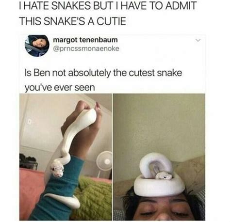 64 Of Todays Freshest Pics And Memes With Images Cute Snake Cute