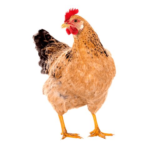Chicken Png Images Transparent Hd Photo Clipart