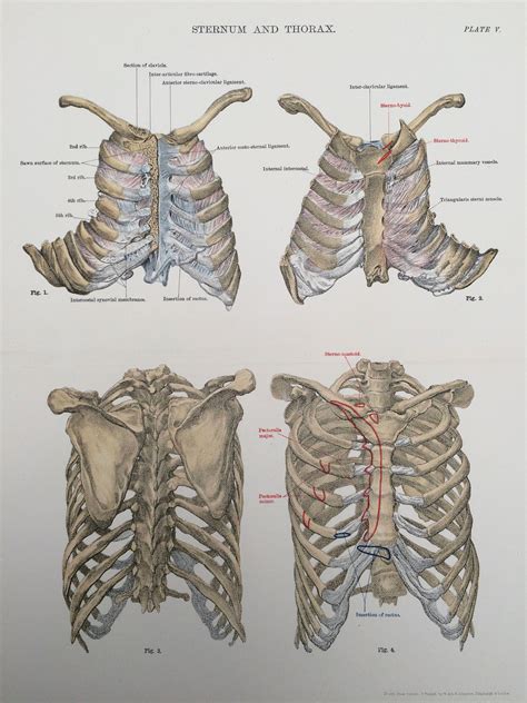 1920 Sternum And Thorax Original Antique Print Ribcage Anatomy