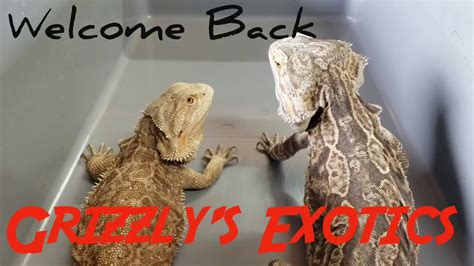 How To Sex Bearded Dragons Grizzly S Exotics Youtube