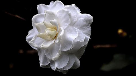 The White Flower On A Black Background Wallpapers And