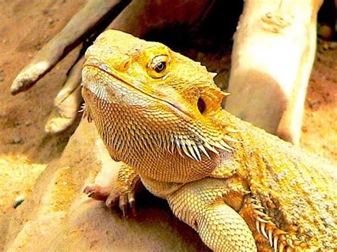 Because of this more and more people are looking to become owners of lizards, and demand for popular species has skyrocket in the. Perfect Pet: 3 Reptiles You'll Want to Take Home - YouTube