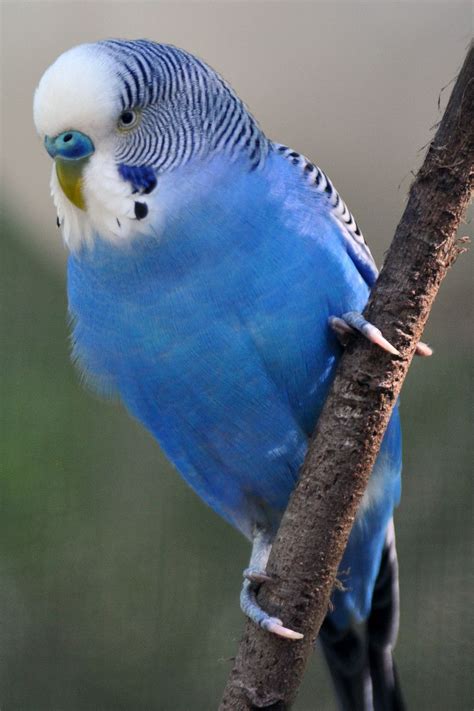 Blue Budgie Funny Birds Pet Birds Animals Beautiful